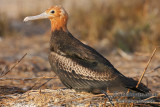 Lesser Frigatebird 6467.jpg