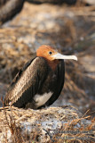 Lesser Frigatebird 6571.jpg