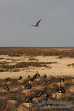 Lesser Frigatebird 6612.jpg