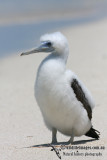 Brown Booby 5294.jpg