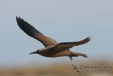 Common Noddy 6818.jpg