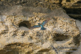 Sacred Kingfisher 5707.jpg