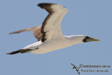 Masked Booby 4955.jpg