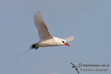 Red-tailed Tropicbird 4753.jpg