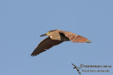 Nankeen Night-Heron 3495.jpg