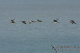 Grey-tailed Tattler 5801.jpg
