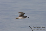 Grey-tailed Tattler 6953.jpg