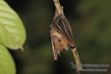 Lesser Short-nosed Fruit-bat 9726.jpg