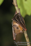 Lesser Short-nosed Fruit-bat 9727.jpg