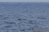 Rissos Dolphin 3148.jpg