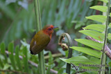 Rufous Piculet 9582.jpg