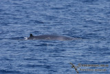 Omuras Whale 6282.jpg