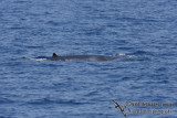 Omuras Whale 6293.jpg