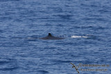 Omuras Whale 6296.jpg