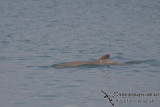 Australian Snub-fin Dolphin a4272.jpg