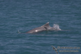 Indo-pacific Humpback Dolphin a4621.jpg