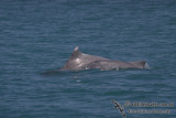 Indo-pacific Humpback Dolphin a4623.jpg