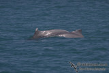 Indo-pacific Humpback Dolphin a4624.jpg