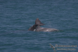 Indo-pacific Humpback Dolphin a4627.jpg
