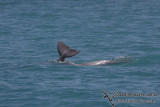 Indo-pacific Humpback Dolphin a4628.jpg