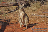 Agile Wallaby a3489.jpg