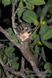 Sugar Glider a9038.jpg