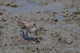 Bar-tailed Godwit a5190.jpg