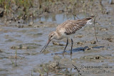 Bar-tailed Godwit a5709.jpg