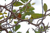 Pale White-eye a4494.jpg