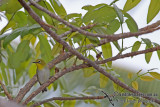 Pale White-eye a4495.jpg