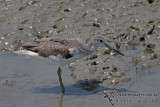 Common Greenshank a5249.jpg