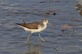Common Greenshank a7571.jpg