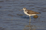 Common Greenshank a7594.jpg