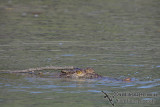 Crocodylus porosus a4130.jpg