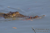 Crocodylus porosus a4134.jpg