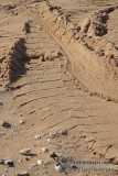 Crocodylus porosus tracks a4172.jpg