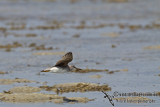 Grey-tailed Tattler a4890.jpg