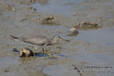 Grey-tailed Tattler a5375.jpg