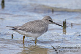 Grey-tailed Tattler a6359.jpg