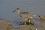 Grey-tailed Tattler a6561.jpg