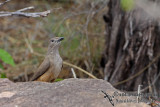 Sandstone Shrike-thrush a8992.jpg