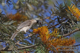 Noisy Friabird a7054.jpg