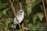 Brown Gerygone a7446.jpg