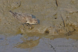 Red-necked Stint a7746.jpg