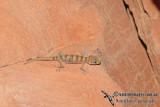 Pseudothecadactylus cavaticus a9709.jpg