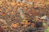 Chestnut-backed Button-quail a9016.jpg