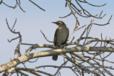 Kimberley Honeyeater a9217.jpg