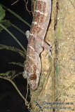 Cyrtodactylus consobrinus 9620.jpg