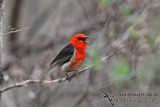 Scarlet Honeyeater 0117.jpg