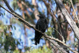 Relict Raven 9202.jpg